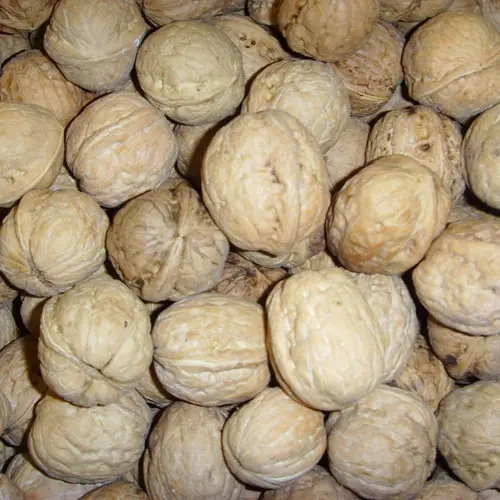 北京土特產(chǎn)門頭溝大核桃包裝策劃設(shè)計(jì)(圖1)